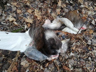 В Кораблинском районе в Ранове обнаружили мешки со шкурами животных